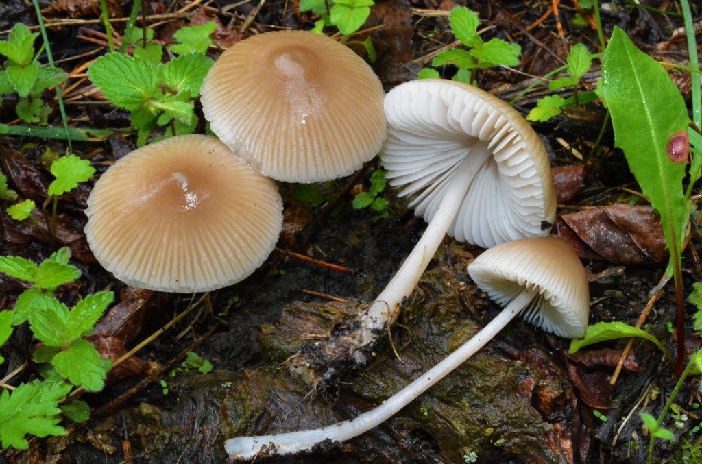 Mycena del 14/05/2018